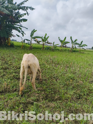 ওরজিনিয়াল গাড়ল